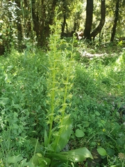 Platanthera holmboei