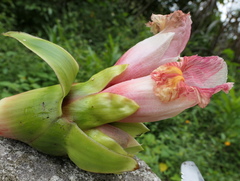 Costus guanaiensis macrostrobilus