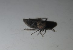 Paraphlepsius collitus