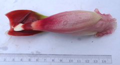 Costus guanaiensis macrostrobilus