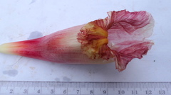 Costus guanaiensis macrostrobilus