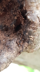 Formicidae