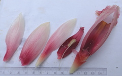 Costus guanaiensis macrostrobilus