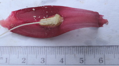 Costus guanaiensis macrostrobilus