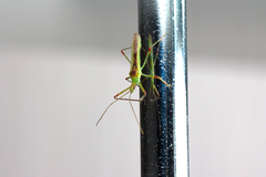 Atopozelus