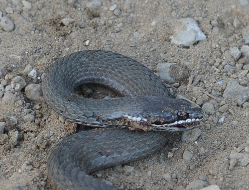Drysdalia coronoides