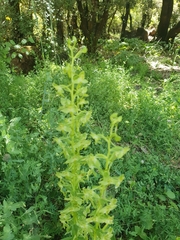 Platanthera holmboei