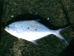 Trachinotus baillonii