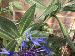 Coccinella septempunctata