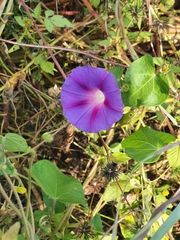 Ipomoea purpurea