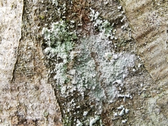 Lepraria incana
