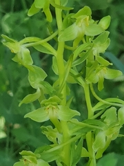 Platanthera holmboei