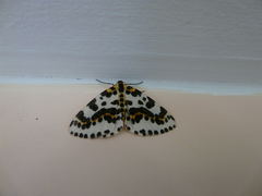 Abraxas grossulariata