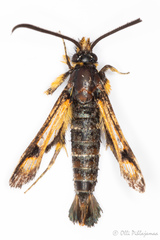 Pyropteron minianiforme