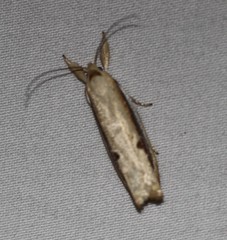 Compsotorna oligarchica