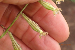 Silene burchellii