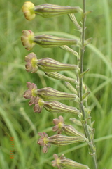 Silene burchellii