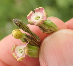 Silene burchellii