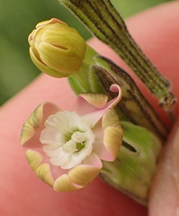 Silene burchellii