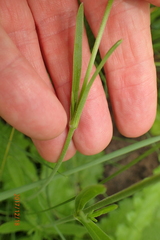 Silene burchellii