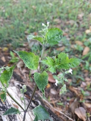 Angiospermae