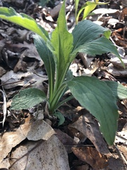 Hybanthus concolor