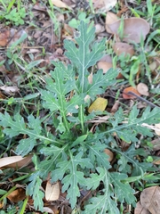 Angiospermae