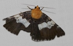 Buzara latizona
