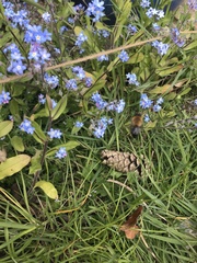 Myosotis