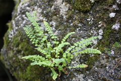 Woodsia pulchella