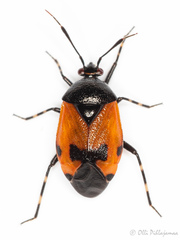 Deraeocoris rutilus