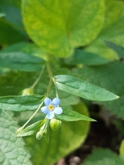 Myosotis sparsiflora