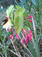 Begonia coccinea