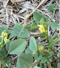 Medicago