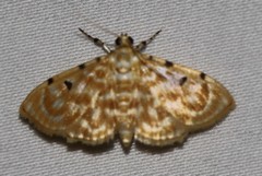 Notarcha aurolinealis