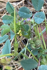 Medicago