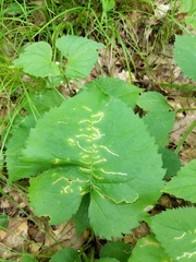 Scrobipalpula manierreorum