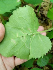 Scrobipalpula manierreorum