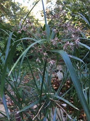 Cyperus textilis