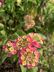 Lantana camara