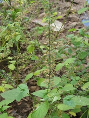 Salvia tiliifolia