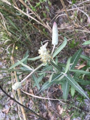 Pterocaulon