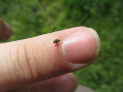 Trichopterapion holosericeum