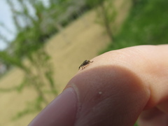 Trichopterapion holosericeum