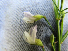 Psoralea oligophylla