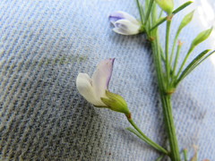 Psoralea oligophylla