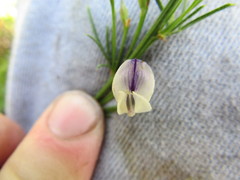 Psoralea oligophylla