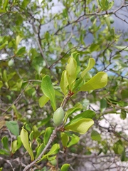 Terminalia boivinii image