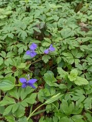 Viola × bavarica