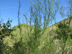 Psoralea oligophylla
